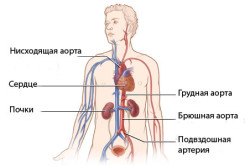 Анатомическое строение аорты