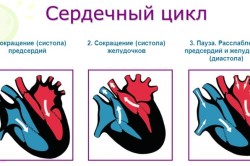 Сердечный цикл: систола и диастола