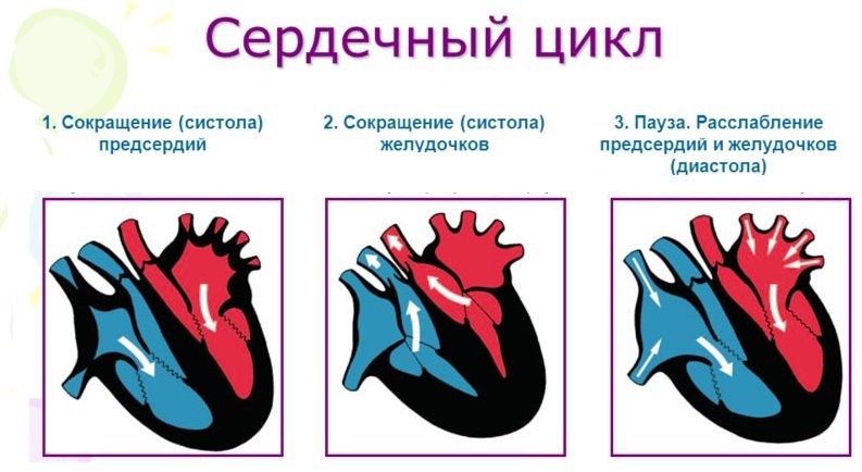 Кровь движется из предсердий в желудочки. Сердечный цикл сокращение предсердий. Фазы сердечного цикла рисунок. Схема систолы и диастолы сердца. Сердечный цикл фазы сердечного цикла.