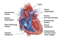 Схема строения сердца