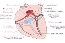Схема вен и артерий в сердце