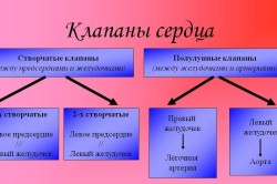 Виды клапанов сердца